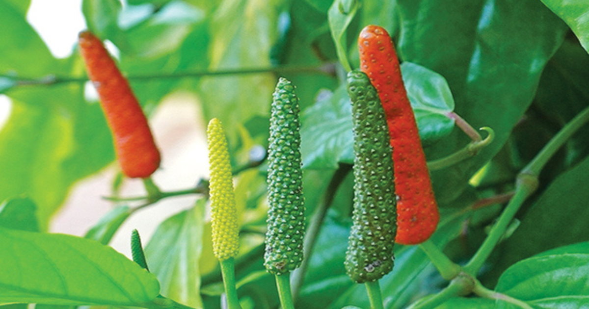 Read more about the article Sisi Lain Cabe Jawa sebagai Obat Masa Depan